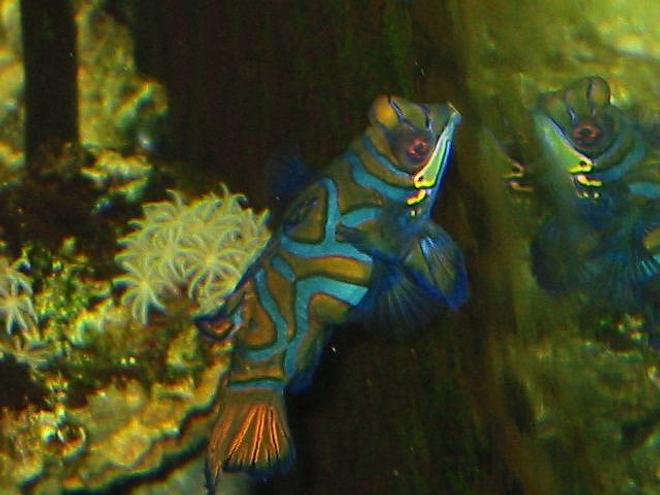 saltwater fish - synchiropus splendidus - green mandarin - 120 reef tank 
2 400 20,000K
6 55 blue PC
Tide pool 2 
tons of fish and coral and inverts