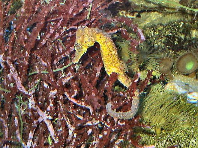 saltwater fish - hippocampus reidi - brazilian reidi seahorse - 120 reef tank 
2 400 20,000K
6 55 blue PC
Tide pool 2 
tons of fish and coral and inverts