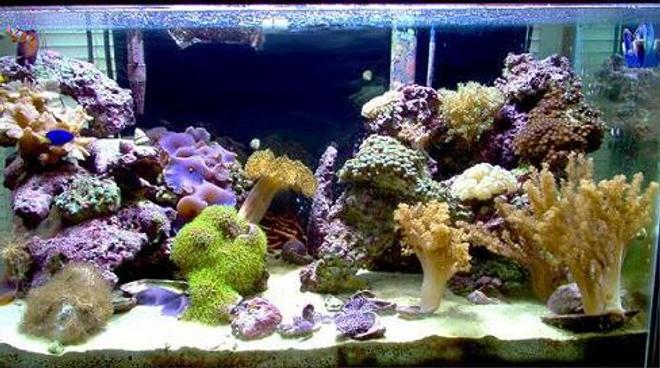 reef tank (mostly live coral and fish)