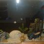 freshwater fish tank (mostly fish and non-living decorations)