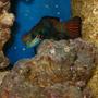 saltwater fish - pterosynchiropus splendidus var. - red mandarin - ...