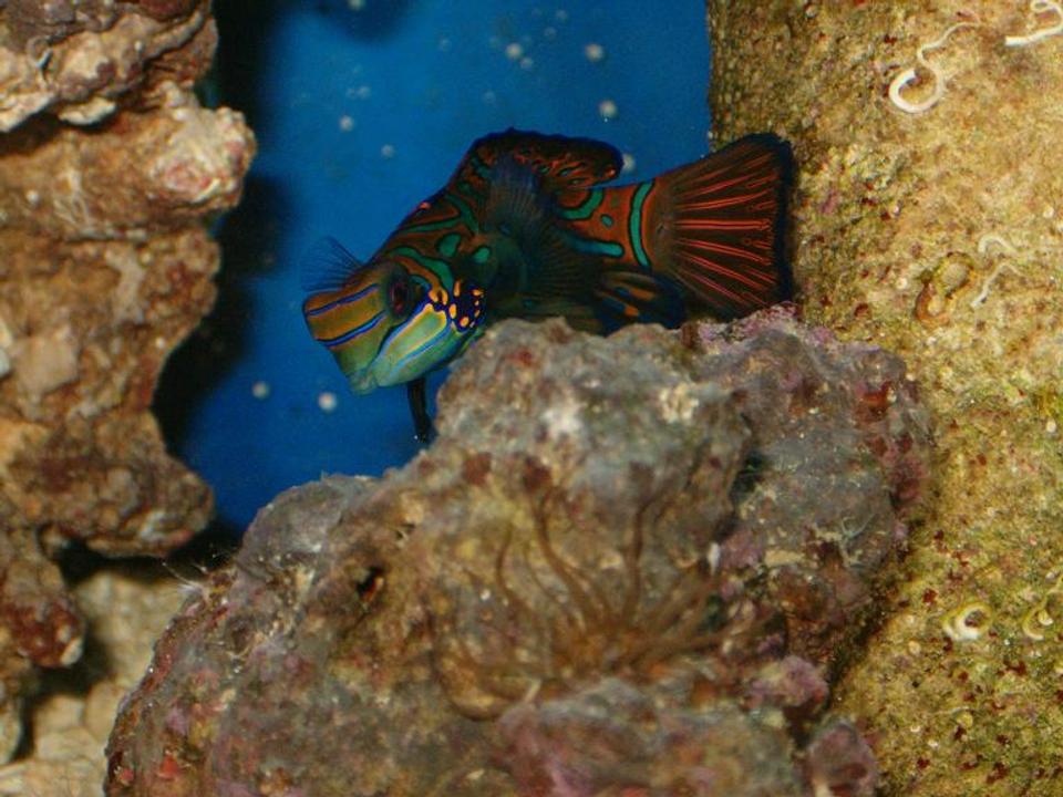 saltwater fish - pterosynchiropus splendidus var. - red mandarin - ...