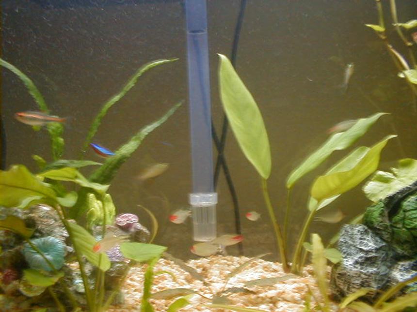 Rated #4067: Freshwater Fish Tank - I am turning a freshwater tank into saltwater. I need help with lots of questions.