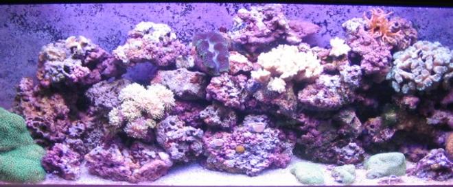 reef tank (mostly live coral and fish) - 55 Gallon Reef Tank