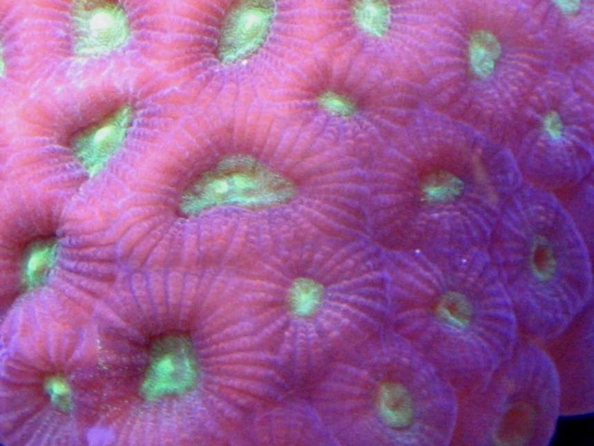 Rated #432: Corals Inverts - Favites Sp. - Neon Eye Favia Brain - 55 Gallon Reef Tank