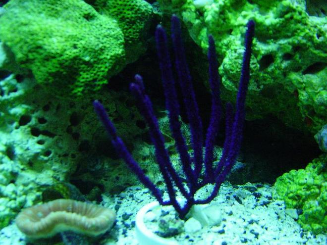 corals inverts - muriceopsis flavida - purple brush gorgonian - 120Gal.Reefwith65Gal.sump/70Gal.FOWLRwith20gal.sump/29 gal. bowfront with ecosystem refugium