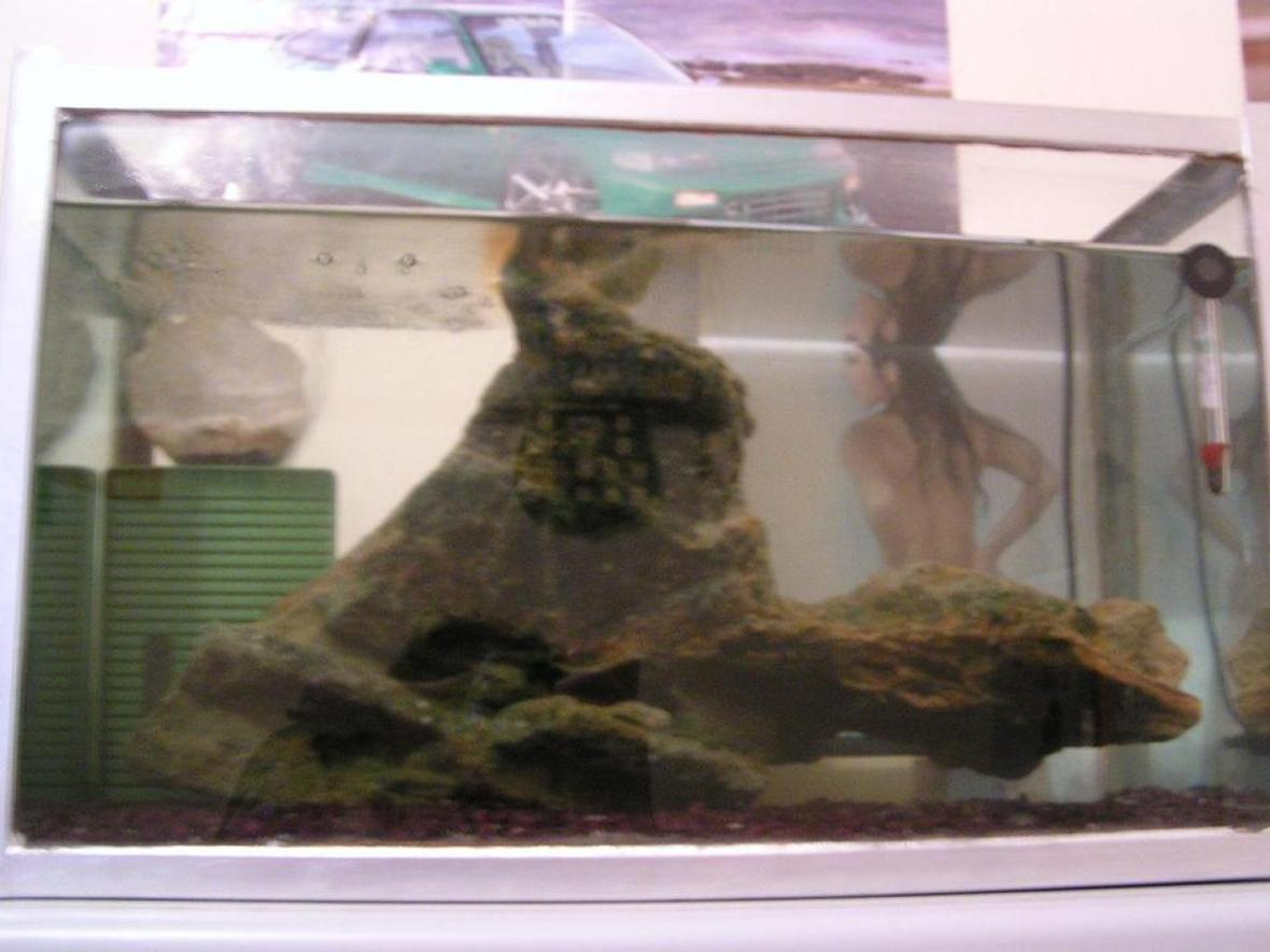 freshwater fish tank (mostly fish and non-living decorations) - Begginers tank...