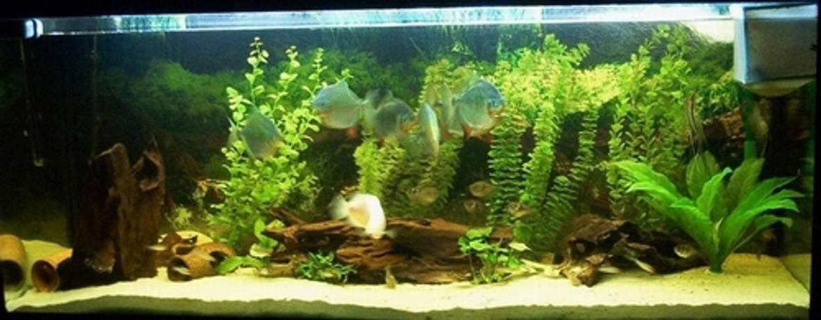 freshwater fish tank (mostly fish and non-living decorations) - My 1 L 137, 2 Skalare and some more inside. ;-)