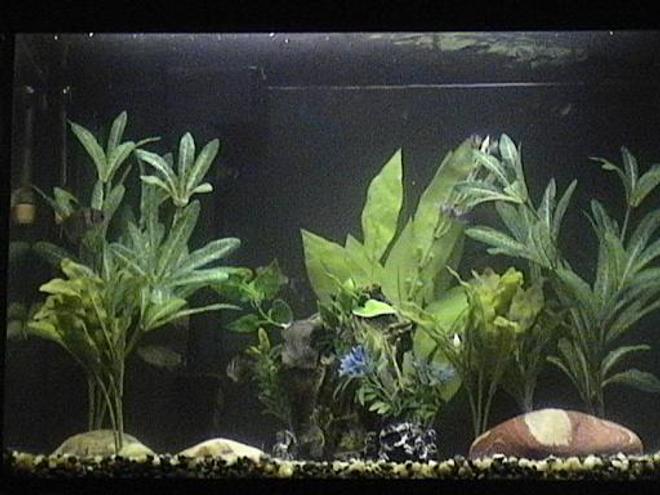 freshwater fish tank (mostly fish and non-living decorations) - Here's my 12g tank!  I've got 4 Red-Eyed Tetra, 2 Black-Skirted Tetra, 1 Cory Cat and 1 Clown Pleco.