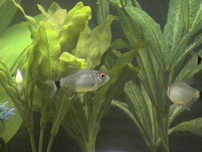 freshwater fish tank (mostly fish and non-living decorations) - Here's my 12g tank!  I've got 4 Red-Eyed Tetra, 2 Black-Skirted Tetra, 1 Cory Cat and 1 Clown Pleco.