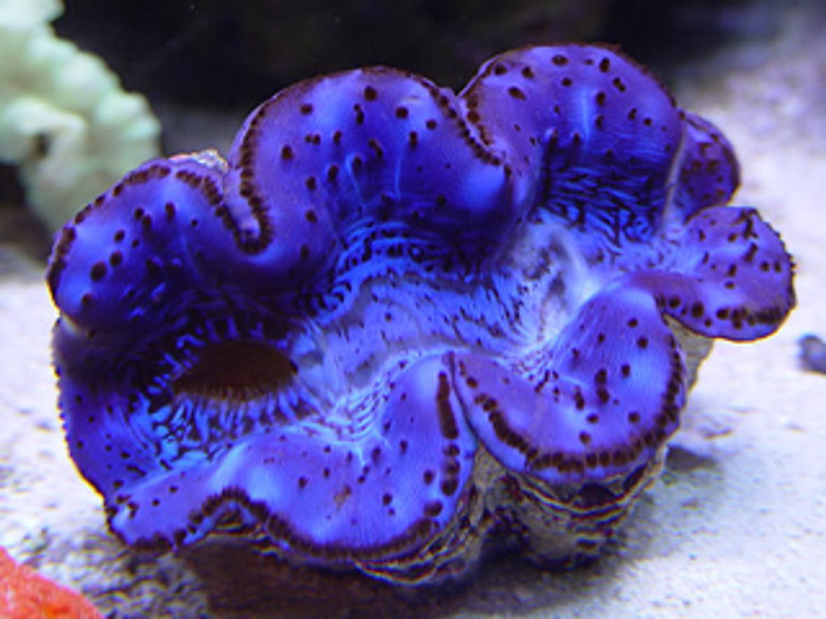 corals inverts - tridacna maxima - maxima clam
