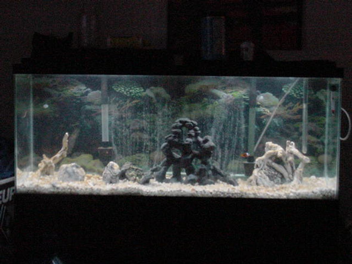 55 gallons saltwater fish tank (mostly fish, little/no live coral)