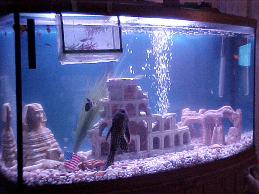 Rated #3167: 46 Gallons Freshwater Fish Tank - Our 47 gallon, Freshwater. You can see "Ali" our algae eater, he is now about 14 inches long. And the Plattys, Guppies and Dannios, through inter breeding have given rise to some of the most unusual color/shape variation I ever saw. Gold and blue ones,  red and yellow, silver blue and yellow , awesome. I will try soon to upoad some pics.