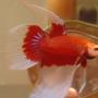 freshwater fish - betta splendens - crown tail betta