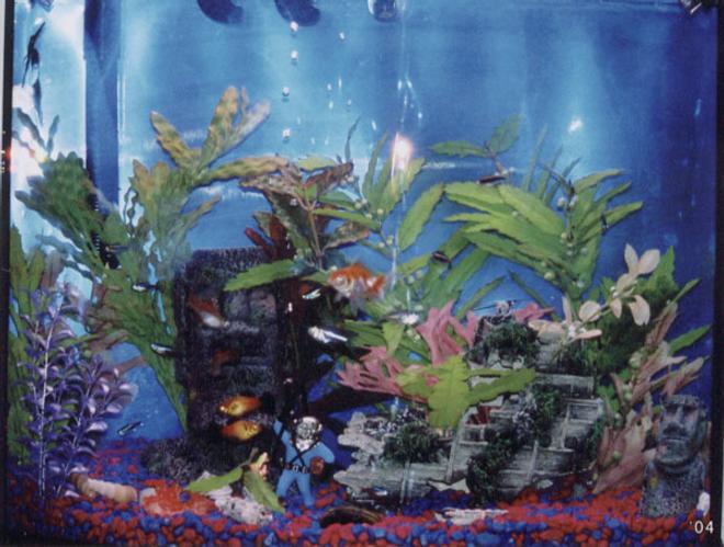 freshwater fish - carassius auratus - goldfish - I currently have 5 Fresh water tanks in my home.