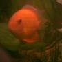 freshwater fish - heros serverus - gold severum - gold severum