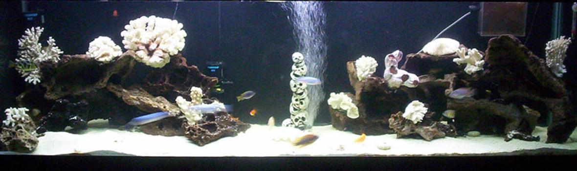 freshwater fish tank (mostly fish and non-living decorations) - 125 gallon cichlid tank/50 gal. wet/dry sump w/Mag-Drive 12 for return/PLEASE CRITIQUE!!!