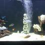 freshwater fish tank (mostly fish and non-living decorations) - 125 gallon cichlid tank/50 gal. wet/dry sump w/Mag-Drive 12 for return/PLEASE CRITIQUE!!!