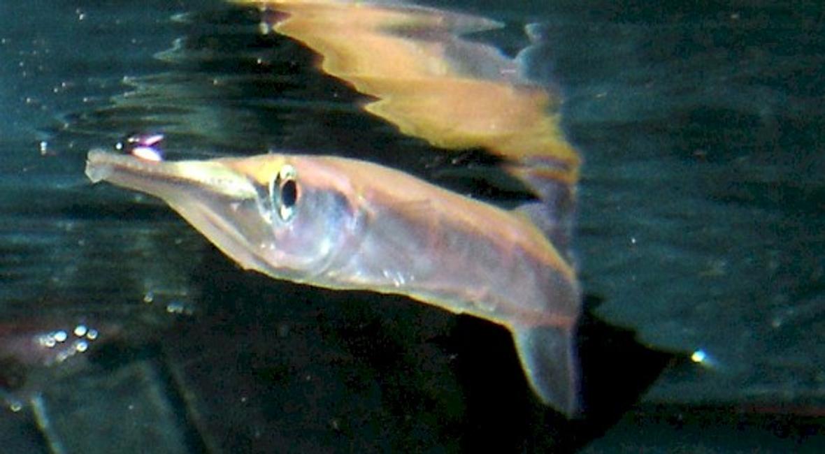 freshwater fish - xenentodon cancila - needle nose gar