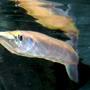freshwater fish - xenentodon cancila - needle nose gar