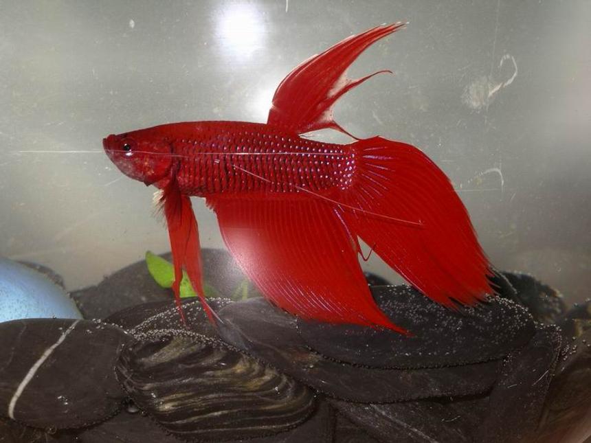 Rated #1685: Freshwater Fish - Betta Splendens - Betta - Male