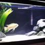 freshwater fish tank (mostly fish and non-living decorations) - This is my 20 gallon cichlid tank.