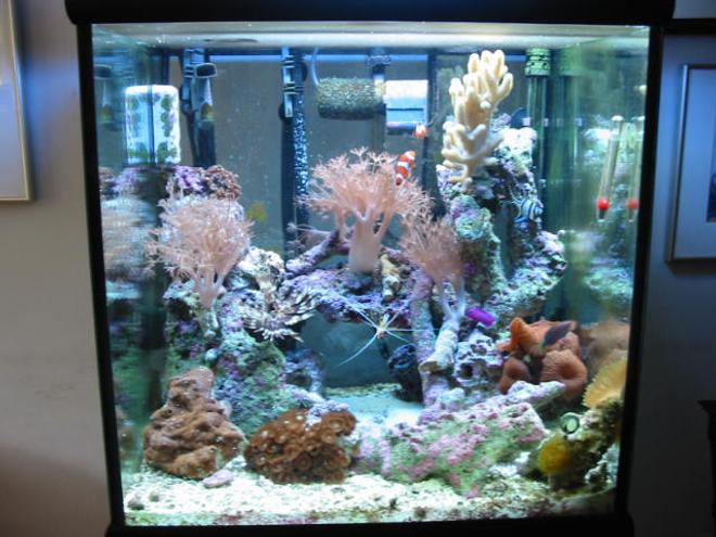 reef tank (mostly live coral and fish)