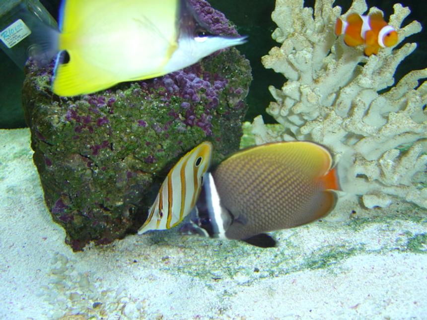 Rated #259: Saltwater Fish - Pomacanthus Annularis - Annularis Angelfish - This is my 125 gallon seawater fish only tank, pictured is a young blueringed angelfish (P. annularis). This tank is still a work in progress I recently added a large naso tang.