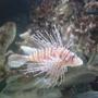 saltwater fish - pterois russelli - russell's lionfish stocking in 90 gallons tank - nice guy