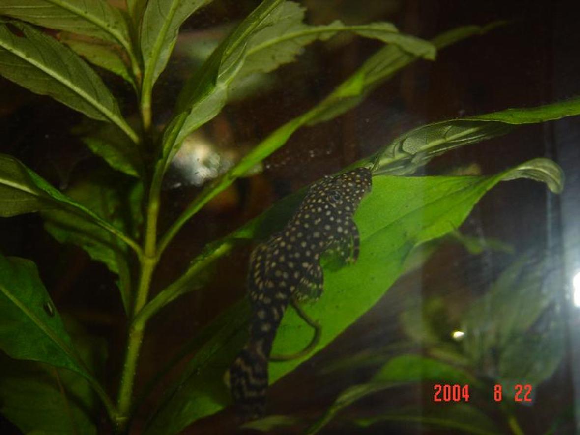 freshwater fish - parancistrus sp. - peppermint plecostomus (l-31) stocking in 50 gallons tank - I keep one tiger oscar and a 18inch(45cm) cube community tank with angels, catfish, gouramis, clown loaches etc. I live in Sydney, Australia