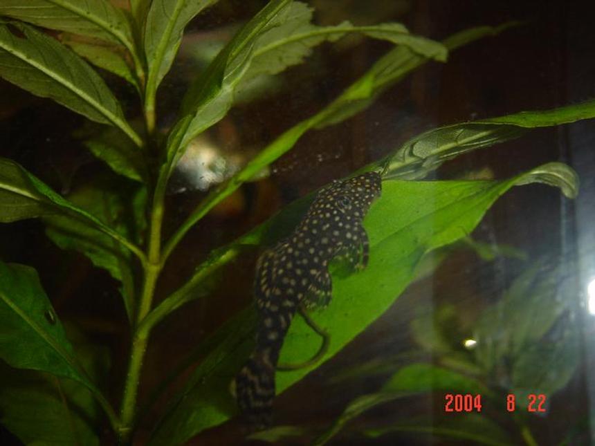 Rated #2134: Freshwater Fish - Parancistrus Sp. - Peppermint Plecostomus (l-31) Stocking In 50 Gallons Tank - I keep one tiger oscar and a 18inch(45cm) cube community tank with angels, catfish, gouramis, clown loaches etc.

I live in Sydney, Australia