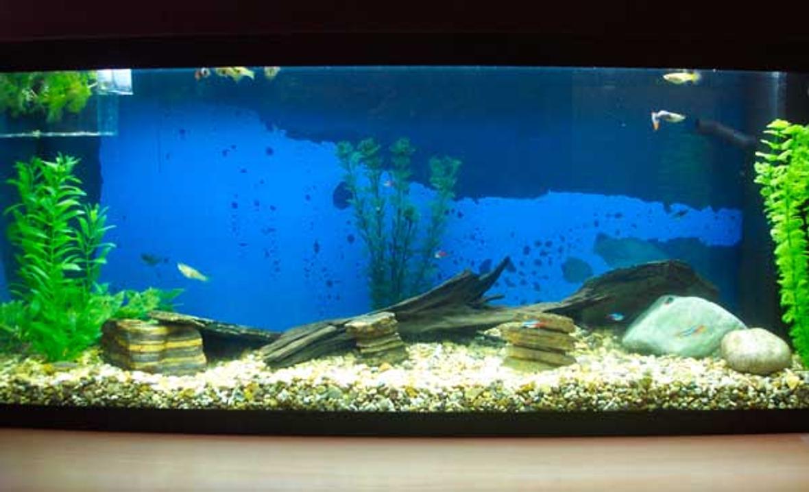 freshwater fish tank (mostly fish and non-living decorations)