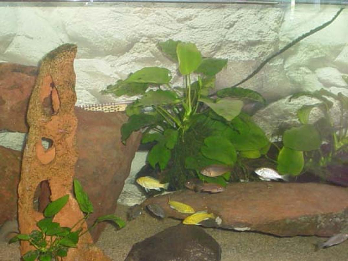 freshwater fish tank (mostly fish and non-living decorations) - my malawi cichlid tank