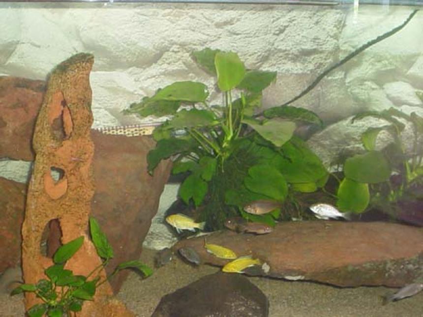 Rated #3275: Freshwater Fish Tank - my malawi cichlid tank