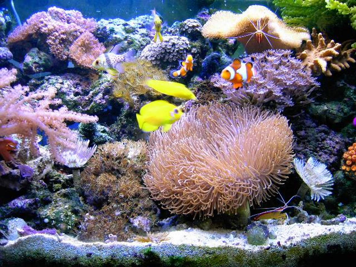 reef tank (mostly live coral and fish)