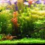 540 gallons planted tank (mostly live plants and fish)