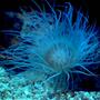 corals inverts - cerianthus membranacea - tube anemone - 90 cm length tank with reef, coral and fish.