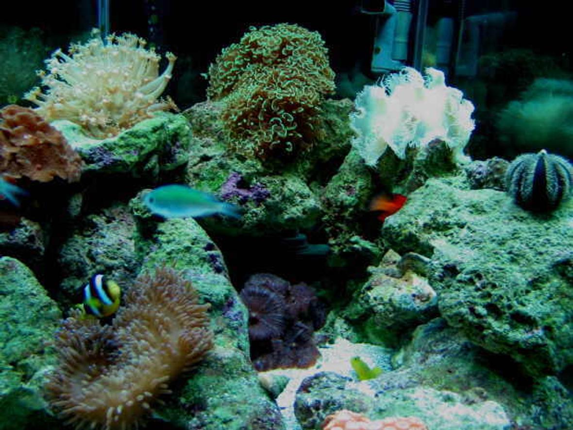 reef tank (mostly live coral and fish) - My 42 HEX mini-reef