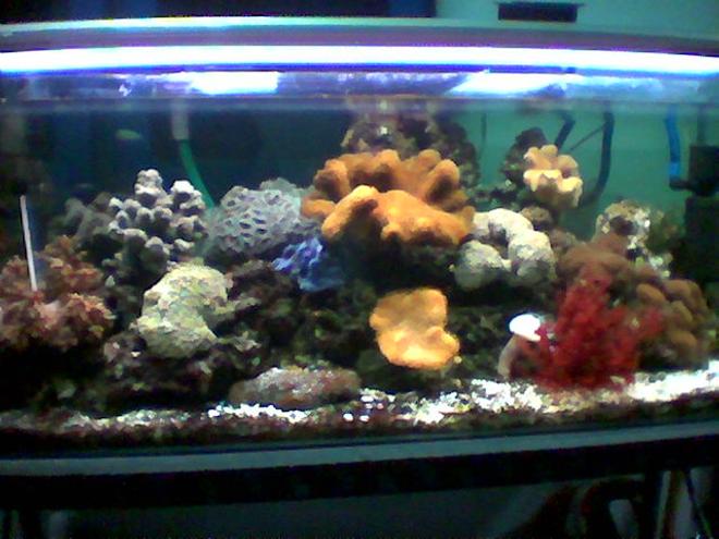 planted tank (mostly live plants and fish) - 90 cm length tank with reef, coral and fish.