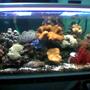 planted tank (mostly live plants and fish) - 90 cm length tank with reef, coral and fish.