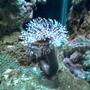 corals inverts - sabellastarte sp. - feather duster - 90 cm length tank with reef, coral and fish.