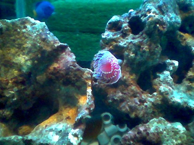 corals inverts - protula bispiralis - hard tube coco worm - 90 cm length tank with reef, coral and fish.