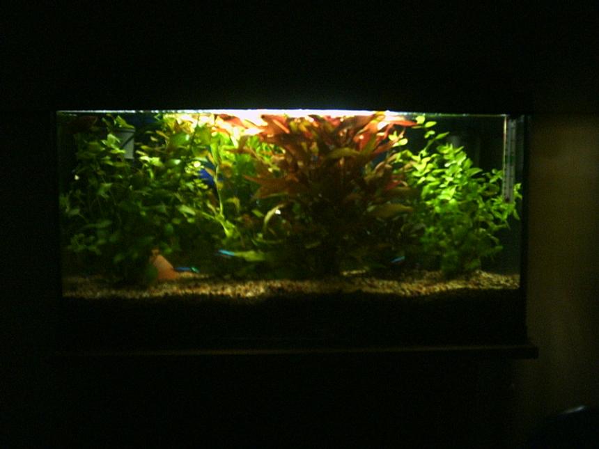 Rated #1356: Planted Tank - 14gallon planted tank, 2 dwarf catfish, 15 neon tetras, 2 gourami's, 5 tiger barb