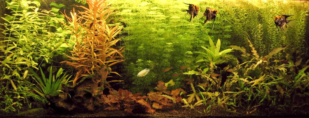 planted tank (mostly live plants and fish)