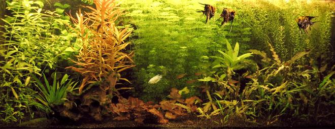 planted tank (mostly live plants and fish)
