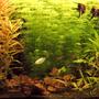 planted tank (mostly live plants and fish)