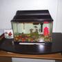 freshwater fish tank (mostly fish and non-living decorations) - I have Four fresh Water fish tanks, and I really enjoy all that I do with them. I have Chiclids, Angel Fish, Tertras, Tiger Barbs, Catfish, Upside Down swimming catfish, a Bass, Pleacatmous
