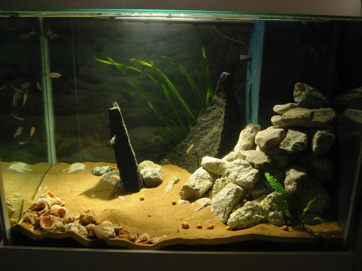 freshwater fish tank (mostly fish and non-living decorations)
