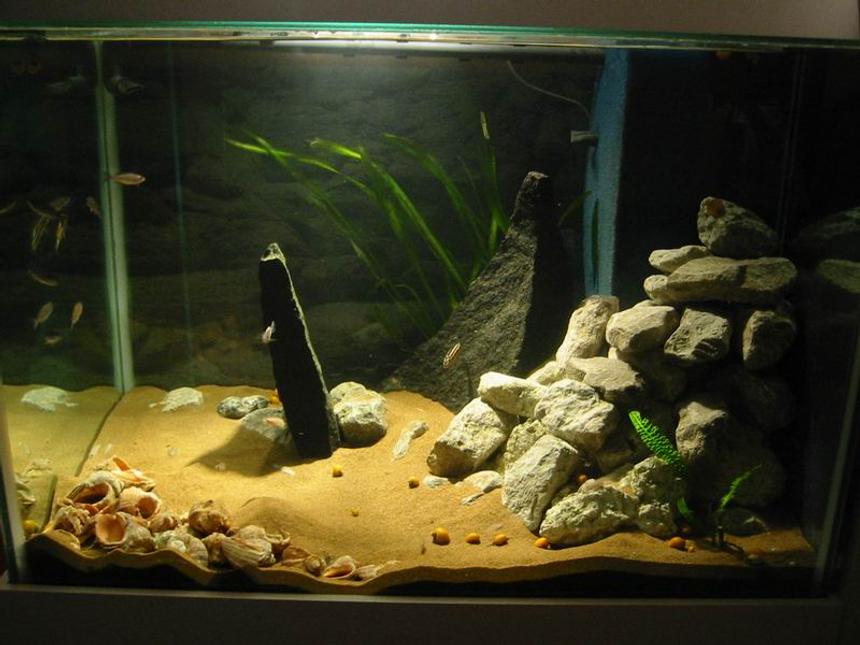 Rated #2127: Freshwater Fish Tank