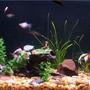 freshwater fish tank (mostly fish and non-living decorations) - hey this is my first tank its nothing compared to the others on this site, i know that but give me some time and we'll see what it ends up like
